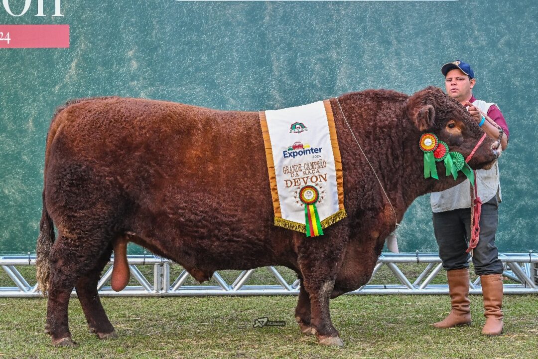 Touro mais pesado da raça Devon leva título de Grande Campeão da Expointer 2024 1 Studio Notícias | Studio TV Touro mais pesado da raça Devon leva título de Grande Campeão da Expointer 2024