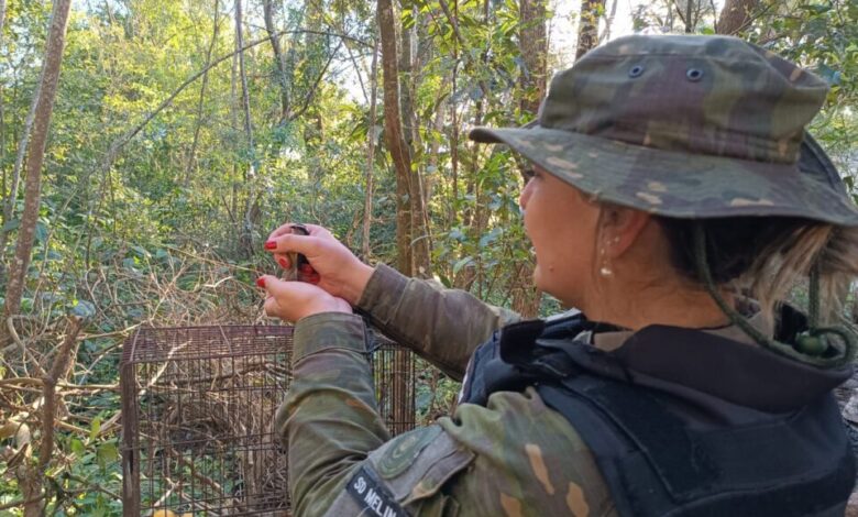 Studio Notícias | Studio TV Brigada Militar resgata pássaros silvestres nativos mantidos em cativeiro em Cachoeira do Sul