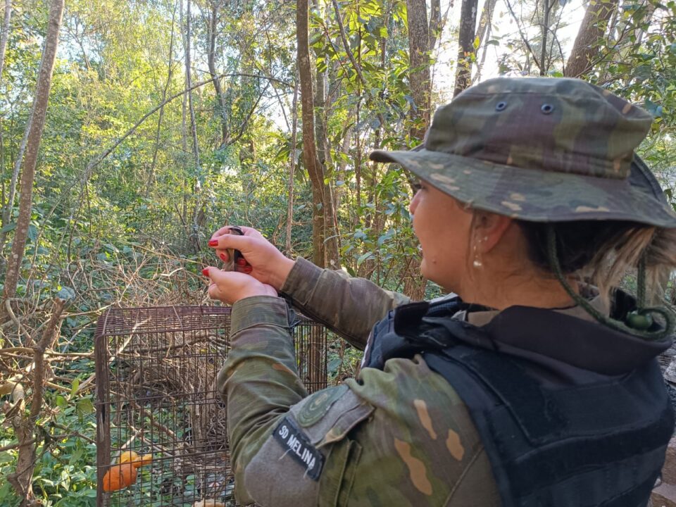Brigada Militar resgata pássaros silvestres nativos mantidos em cativeiro em Cachoeira do Sul 1 Studio Notícias | Studio TV Brigada Militar resgata pássaros silvestres nativos mantidos em cativeiro em Cachoeira do Sul