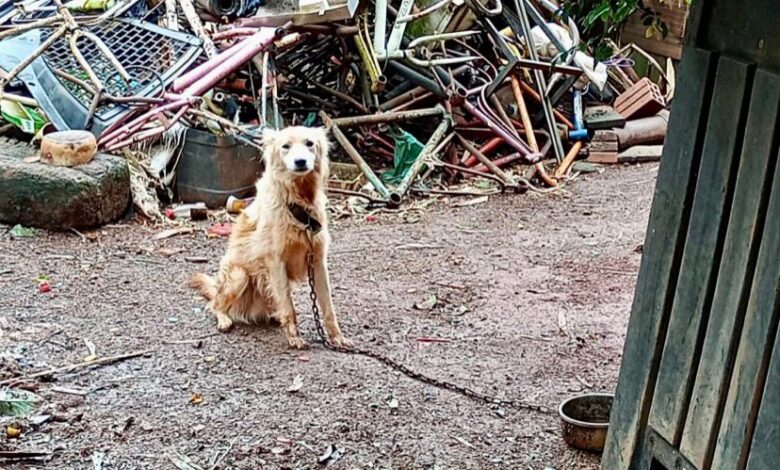 Studio Notícias | Studio TV Homem é preso por maltratar animais em São Borja; cães, galinhas e coelho estavam em condições deploráveis e foram resgatados pela polícia