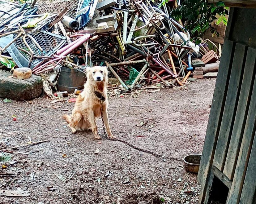 Homem é preso por maltratar animais em São Borja; cães, galinhas e coelho estavam em condições deploráveis e foram resgatados pela polícia 1 Studio Notícias | Studio TV Homem é preso por maltratar animais em São Borja; cães, galinhas e coelho estavam em condições deploráveis e foram resgatados pela polícia