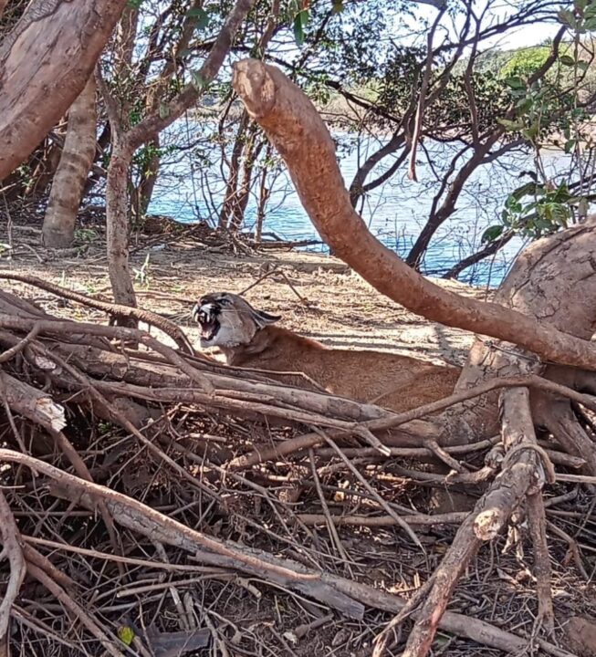 Brigada Militar resgata uma puma em Uruguaiana 1 Studio Notícias | Studio TV Brigada Militar resgata uma puma em Uruguaiana