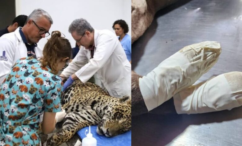Studio Notícias | Studio TV Incêndios destroem Pantanal e deixam milhares de animais mortos e feridos