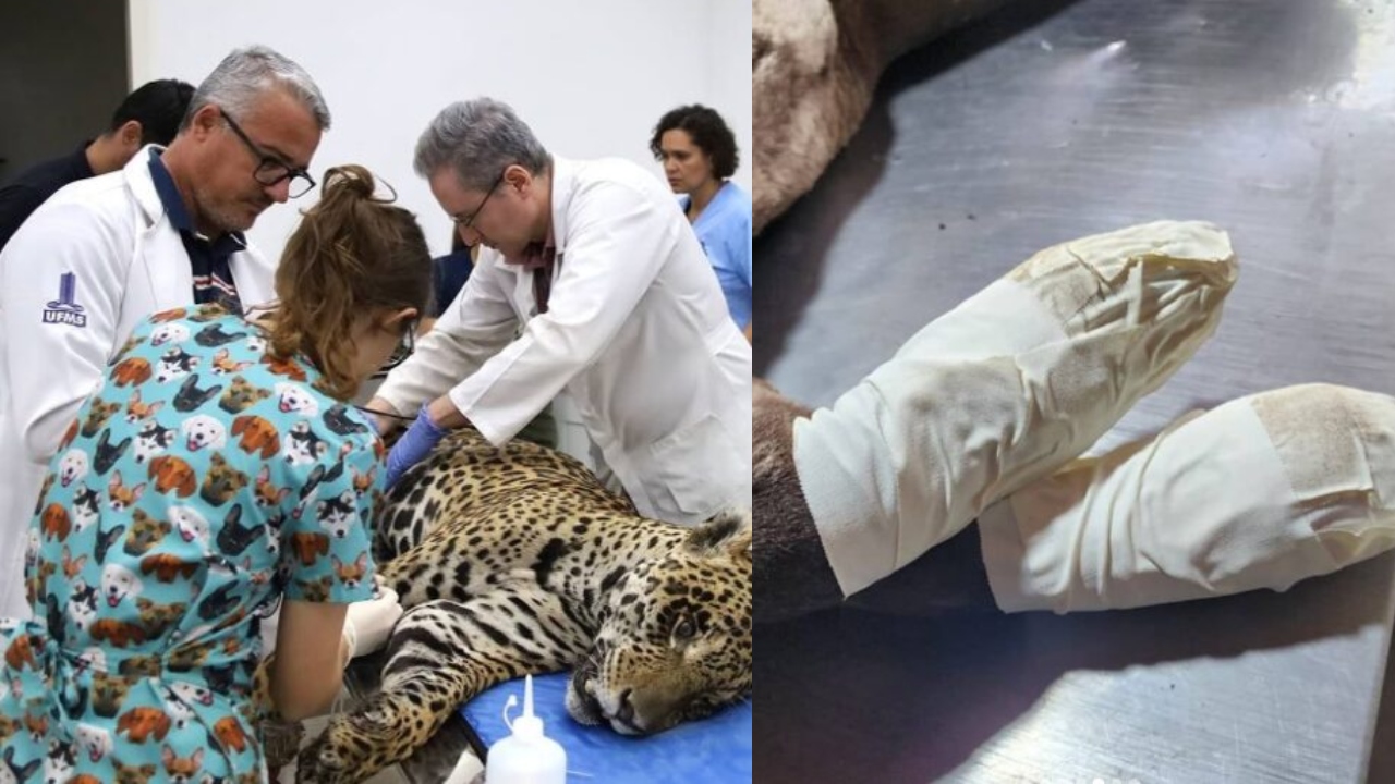 Incêndios destroem Pantanal e deixam milhares de animais mortos e feridos 1 Studio Notícias | Studio TV Incêndios destroem Pantanal e deixam milhares de animais mortos e feridos