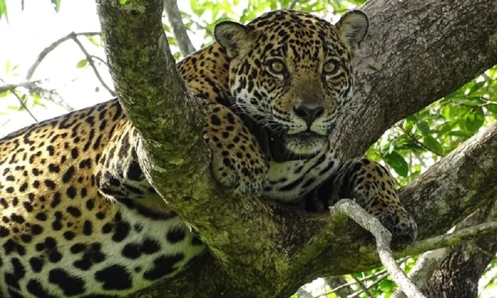 Studio Notícias | Studio TV Onça-pintada Gaia morre em decorrência das queimadas no Pantanal