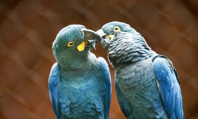 Studio Notícias | Studio TV Zoo de SP mostra arara-azul-de-lear ao público pela primeira vez