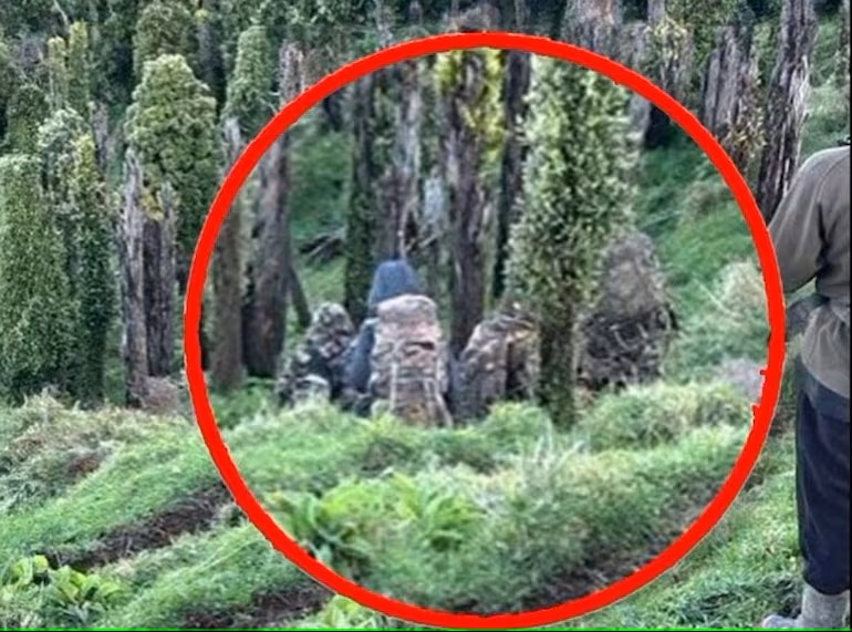 Família desaparecida é encontrada três anos depois em floresta na Nova Zelândia 1 Studio Notícias | Studio TV Família desaparecida é encontrada três anos depois em floresta na Nova Zelândia