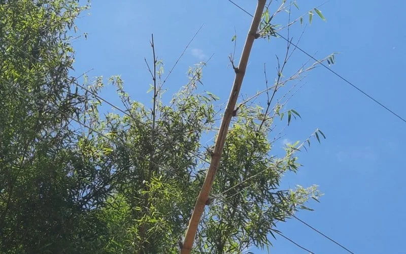 Homem morre eletrocutado ao cortar bambu em Sapiranga 1 Studio Notícias | Studio TV Homem morre eletrocutado ao cortar bambu em Sapiranga