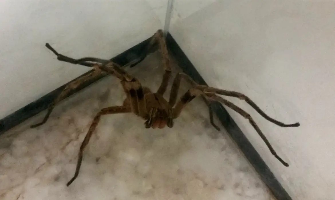 Picadas de aranhas são segunda causa de envenenamento no país 1 Studio Notícias | Studio TV Picadas de aranhas são segunda causa de envenenamento no país