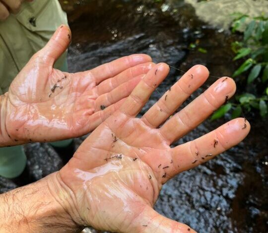 Studio Notícias | Studio TV Vila Flores realiza aplicações extras de bioinseticida para combater o borrachudo