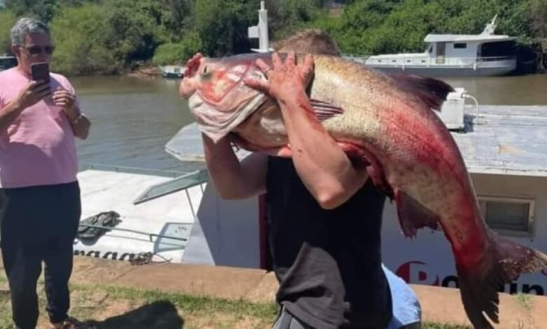 Studio Notícias | Studio TV Pescadores capturam carpa de 56 kg no Rio Caí e atraem curiosos no porto de Montenegro