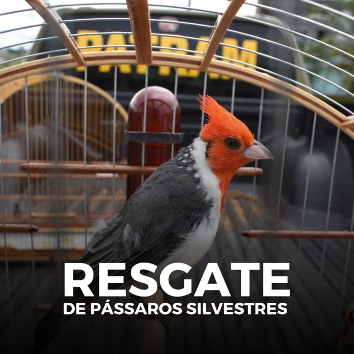 Curió, em perigo de extinção, e mais sete pássaros silvestres são resgatados pela Brigada Militar em Erechim 1 Studio Notícias | Studio TV Curió, em perigo de extinção, e mais sete pássaros silvestres são resgatados pela Brigada Militar em Erechim