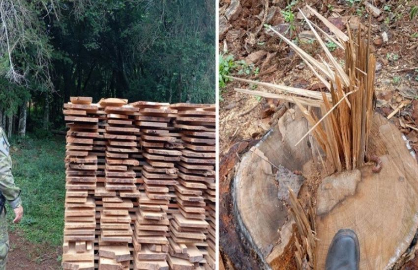 Flagrante de crime ambiental em Passo Fundo: vegetação nativa destruída e madeira apreendida 1 Studio Notícias | Studio TV Flagrante de crime ambiental em Passo Fundo: vegetação nativa destruída e madeira apreendida
