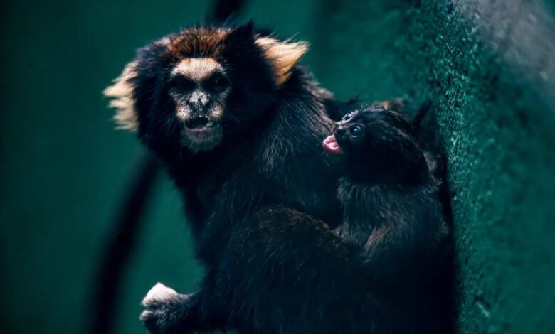 Studio Notícias | Studio TV SP: Zoológico comemora sucesso em reprodução de saguis-da-serra-escuro