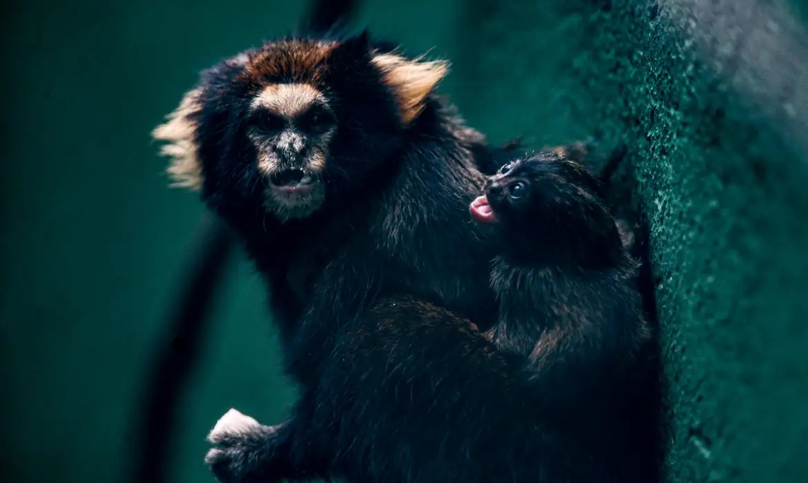 SP: Zoológico comemora sucesso em reprodução de saguis-da-serra-escuro 1 Studio Notícias | Studio TV SP: Zoológico comemora sucesso em reprodução de saguis-da-serra-escuro