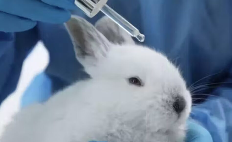 Testes em animais no Brasil, agora só em último caso; Lei aprovada 1 Studio Notícias | Studio TV Testes em animais no Brasil, agora só em último caso; Lei aprovada
