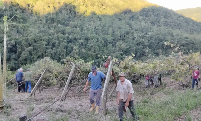 Studio Notícias | Studio TV Após temporal derrubar parreirais em Farroupilha, famílias se unem para reerguer plantações