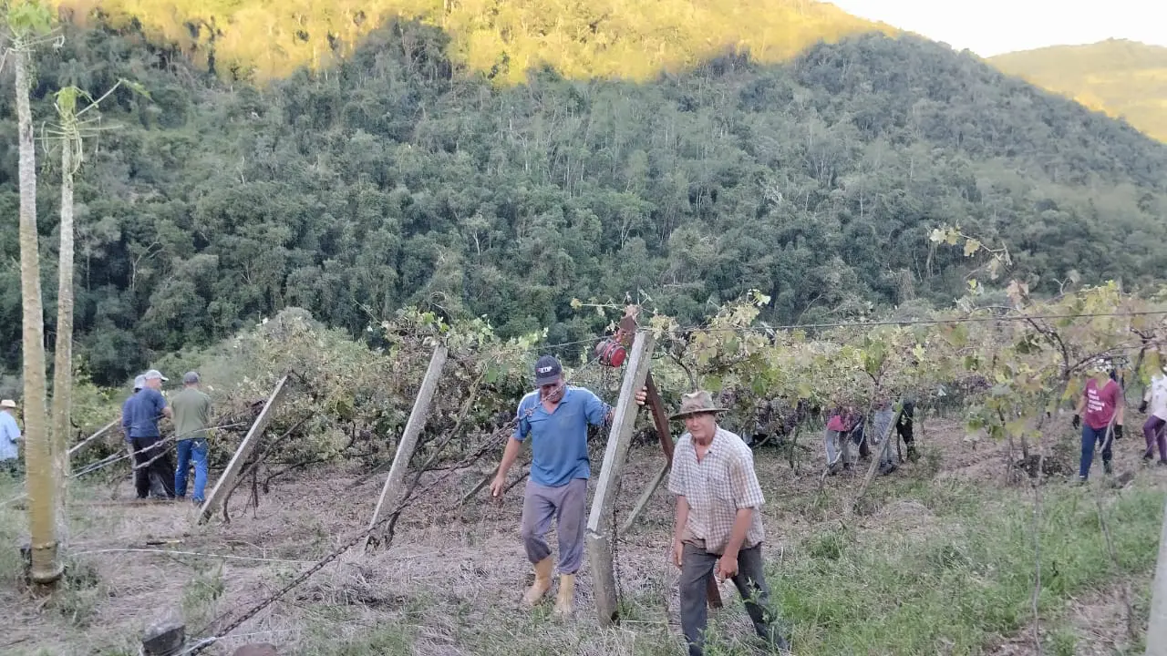 Após temporal derrubar parreirais em Farroupilha, famílias se unem para reerguer plantações 1 Studio Notícias | Studio TV Após temporal derrubar parreirais em Farroupilha, famílias se unem para reerguer plantações