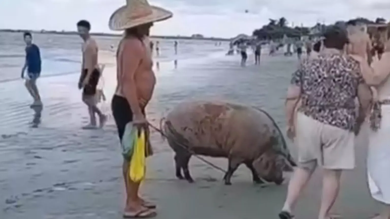 “Bacon de férias”: Porco é flagrado curtindo praia em Santa Catarina 1 Studio Notícias | Studio TV “Bacon de férias”: Porco é flagrado curtindo praia em Santa Catarina