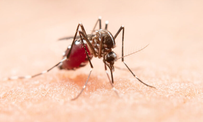Studio Notícias | Studio TV Porto Alegre confirma terceiro óbito por dengue em 2025