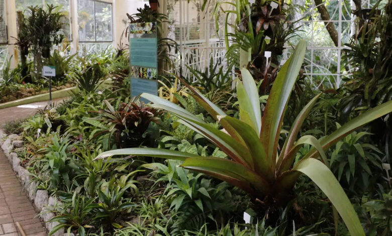 Studio Notícias | Studio TV Municípios receberão R$ 30 milhões para ações com plantas medicinais e fitoterápicos
