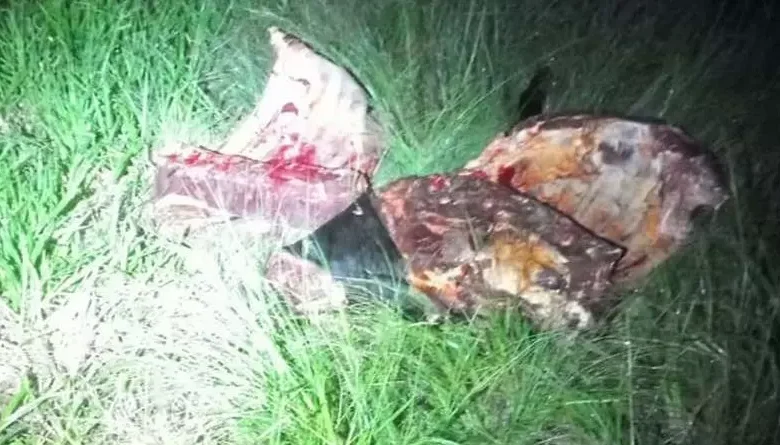 Studio Notícias | Studio TV Troca de tiros e prisão: crime de furto de gado choca Osório