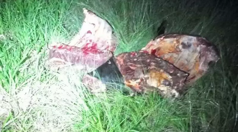 Troca de tiros e prisão: crime de furto de gado choca Osório 1 Studio Notícias | Studio TV Troca de tiros e prisão: crime de furto de gado choca Osório