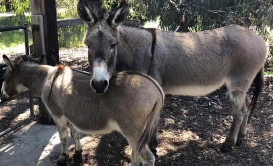Burro que inspirou personagem de ‘Shrek’ morre aos 30 anos 1 Studio Notícias | Studio TV Burro que inspirou personagem de ‘Shrek’ morre aos 30 anos