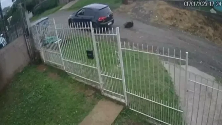 Studio Notícias | Studio TV Cachorro atropelado duas vezes pelo mesmo veículo revolta moradores em Lages