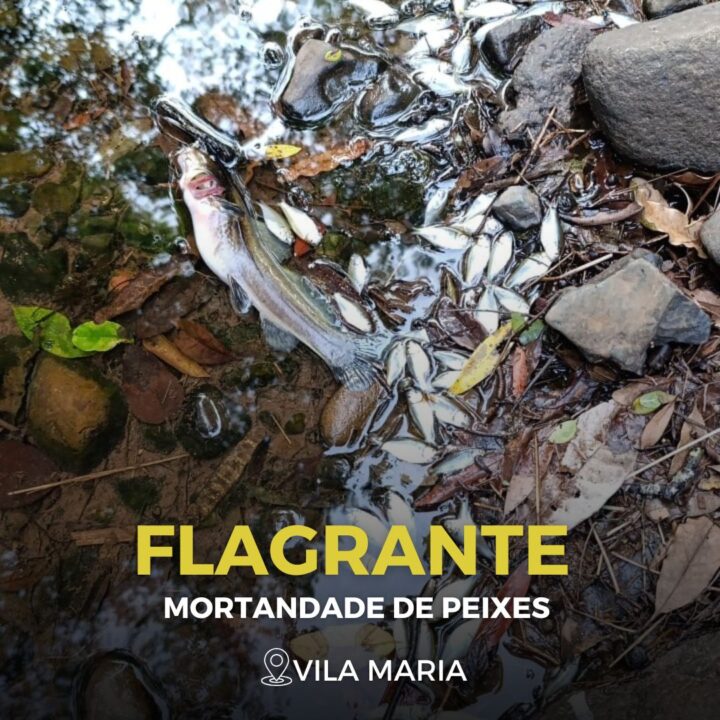 Após acidente com trator pulverizador, Brigada Militar constata mortandade de peixes em Vila Maria 1 Studio Notícias | Studio TV Após acidente com trator pulverizador, Brigada Militar constata mortandade de peixes em Vila Maria