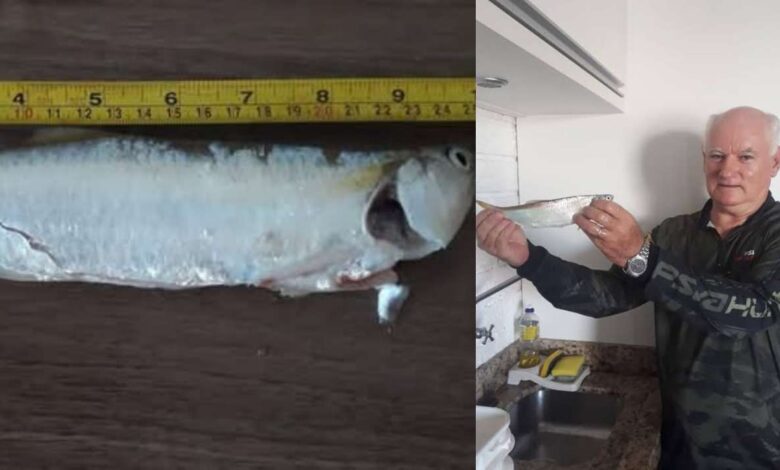 Studio Notícias | Studio TV Sardinha gigante de 25 cm fisgada no litoral gaúcho é motivo de comemoração