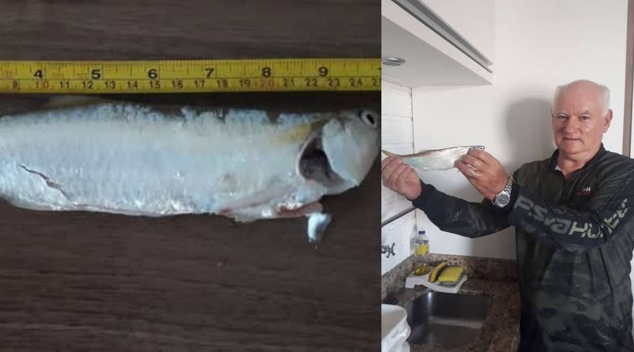 Sardinha gigante de 25 cm fisgada no litoral gaúcho é motivo de comemoração 1 Studio Notícias | Studio TV Sardinha gigante de 25 cm fisgada no litoral gaúcho é motivo de comemoração
