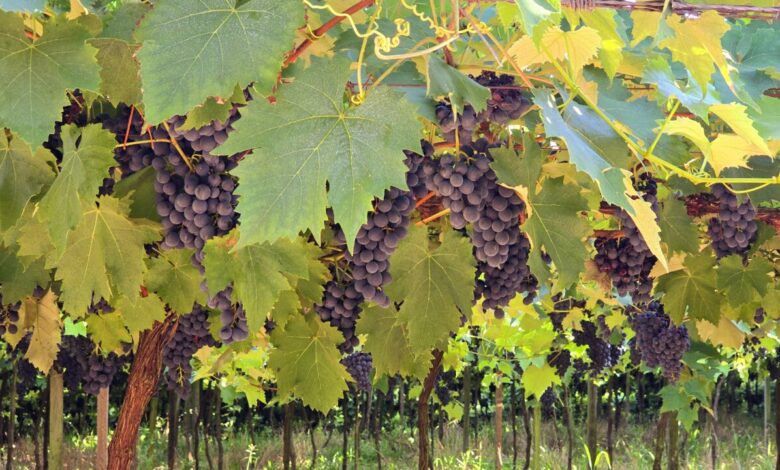 Studio Notícias | Studio TV Produção recorde de uvas na Serra Gaúcha impulsiona otimismo para a safra 2024/2025