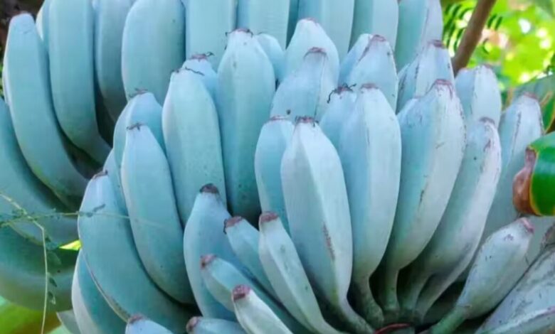 Studio Notícias | Studio TV Conheça a banana azul: natural, com sabor de baunilha e textura de sorvete
