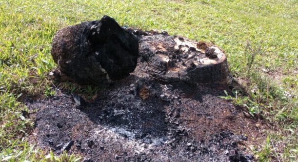 Studio Notícias | Studio TV Polícia Ambiental flagra corte ilegal de árvores em Ibiraiaras