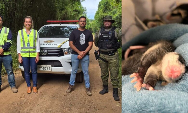 Studio Notícias | Studio TV Soltura de animais silvestres resgatados marca ação de preservação na Serra Gaúcha