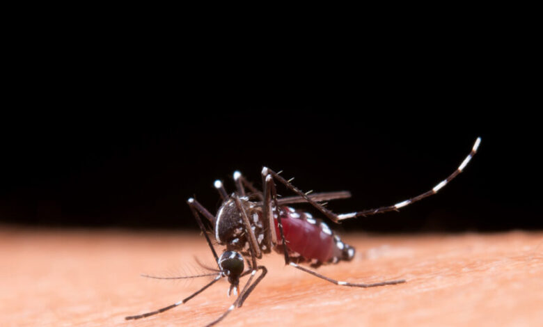 Studio Notícias | Studio TV Dengue: Sudeste concentra 73% do número de casos prováveis no país nas primeiras semanas de 2025