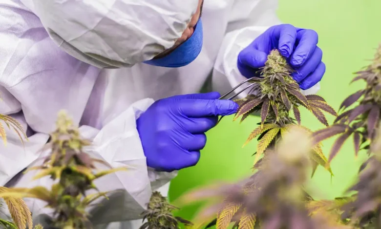 Studio Notícias | Studio TV STJ nega mais prazo para regulamentar cannabis para fins medicinais