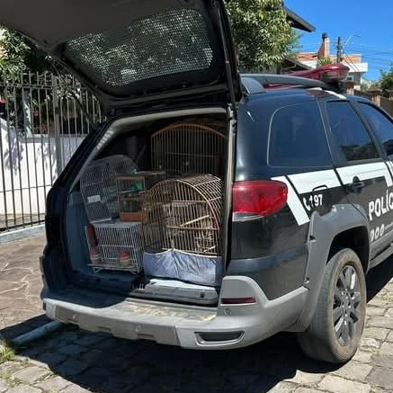 Polícia Civil e ARPA realizam operação contra maus-tratos e apreensão de animais silvestres em Carlos Barbosa 2 Studio Notícias | Studio TV Polícia Civil e ARPA realizam operação contra maus-tratos e apreensão de animais silvestres em Carlos Barbosa