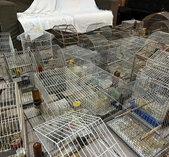Polícia Civil e ARPA realizam operação contra maus-tratos e apreensão de animais silvestres em Carlos Barbosa 1 Studio Notícias | Studio TV Polícia Civil e ARPA realizam operação contra maus-tratos e apreensão de animais silvestres em Carlos Barbosa