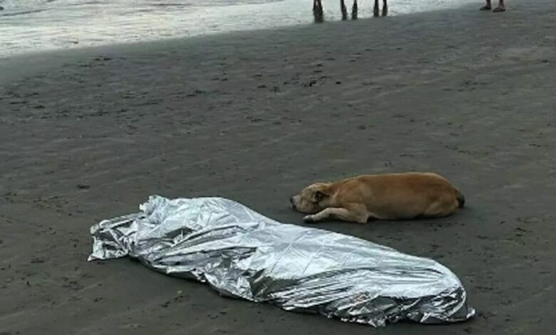 Studio Notícias | Studio TV Homem morre afogado em Balneário Camboriú e cão se recusa a deixar o corpo