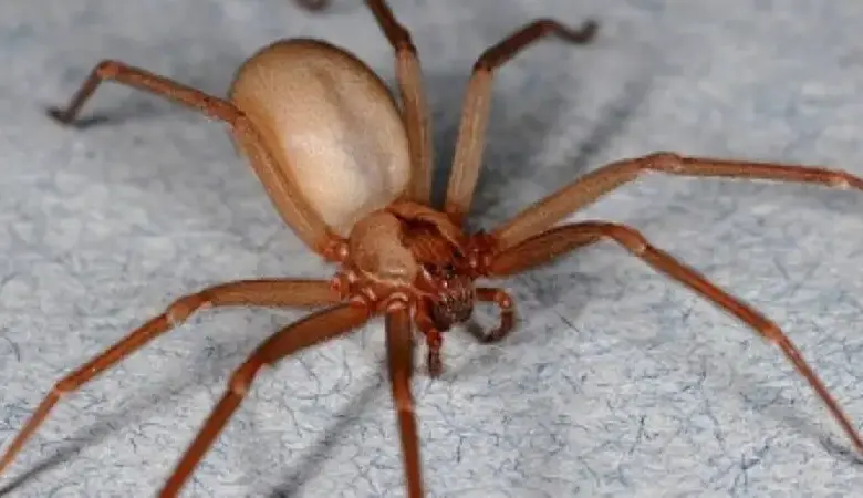 Studio Notícias | Studio TV Mulher segue na UTI após picada de aranha-marrom no RS e caso alerta para o aumento de ocorrências