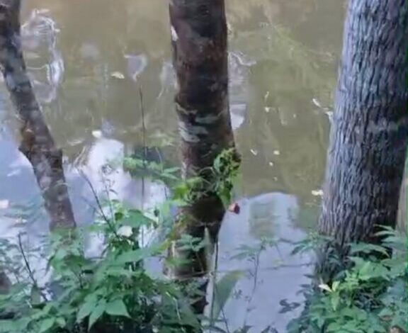 Studio Notícias | Studio TV Mulher morre em afogamento no Rio Mel, em Ametista do Sul