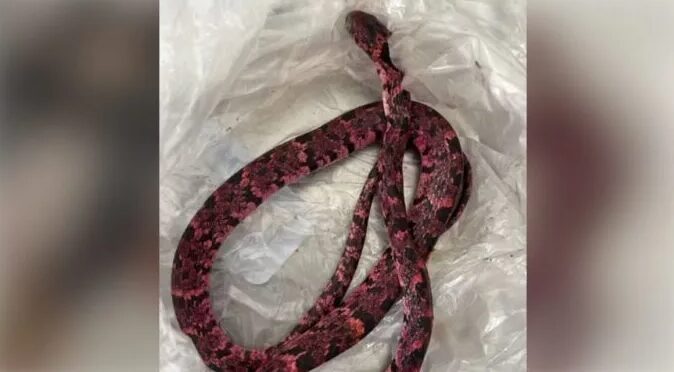 Studio Notícias | Studio TV Homem engole cobra, passa mal e a vomita no meio da rua