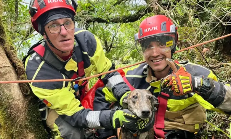 Studio Notícias | Studio TV Cão perdido em cânion é resgatado com ajuda de GPS no RS