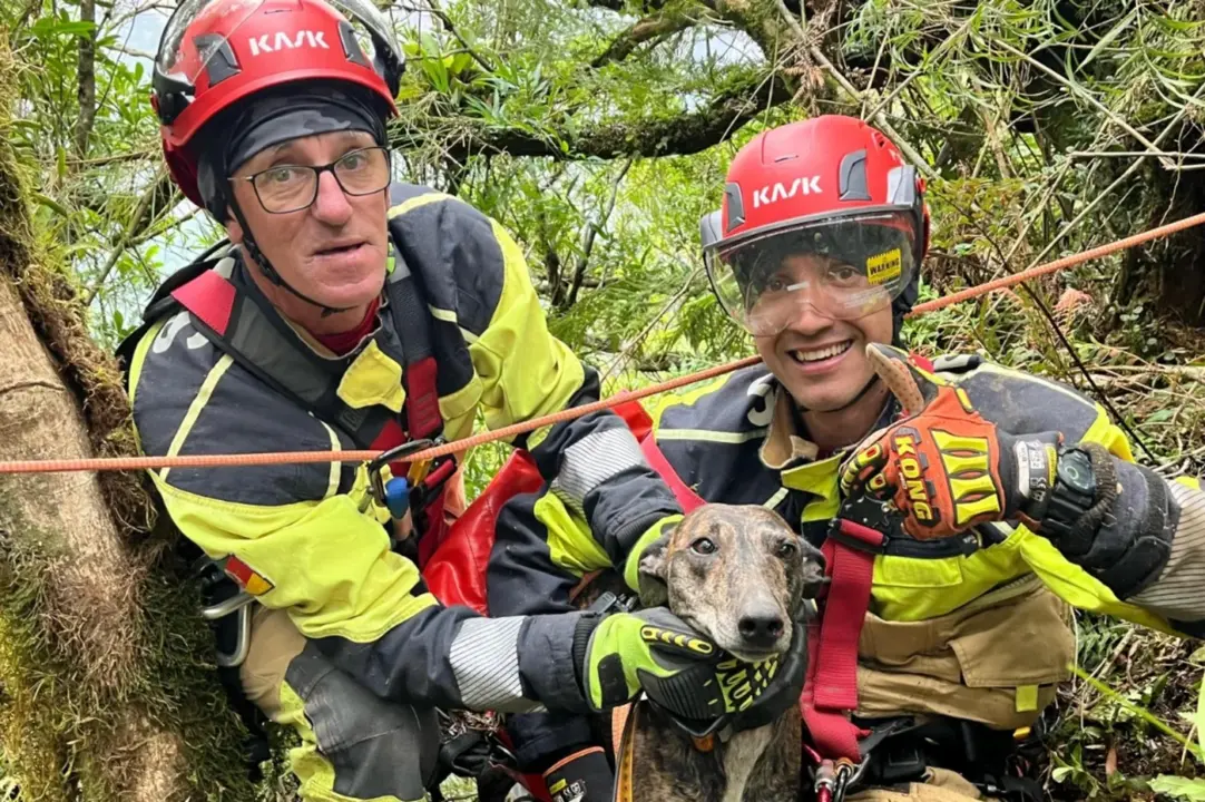 Studio Notícias | Studio TV Cão perdido em cânion é resgatado com ajuda de GPS no RS