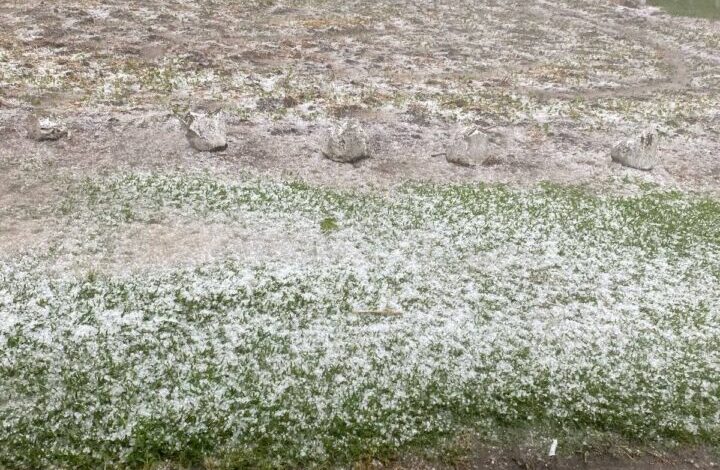 Studio Notícias | Studio TV Granizo causa prejuízos em lavouras no interior de Vacaria