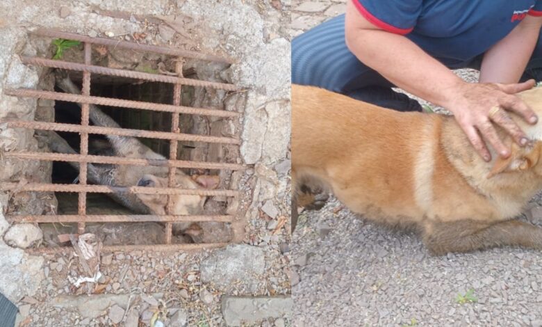 Studio Notícias | Studio TV Bombeiros resgatam cão preso em bueiro em Nova Prata