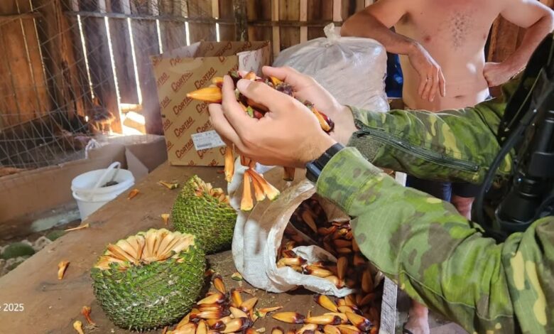 Studio Notícias | Studio TV Fiscalização ambiental transforma pinhão apreendido em alimento para zoológicos