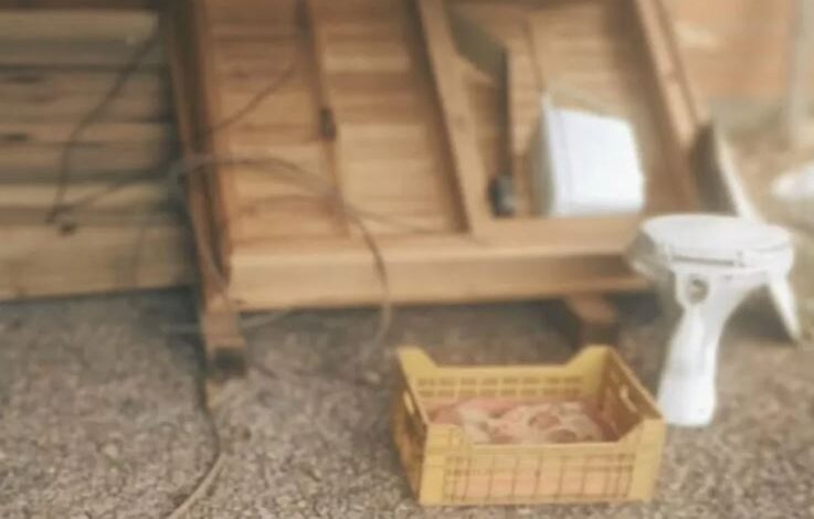 Studio Notícias | Studio TV Homem é preso em flagrante após matar cadela com pedrada em Torres